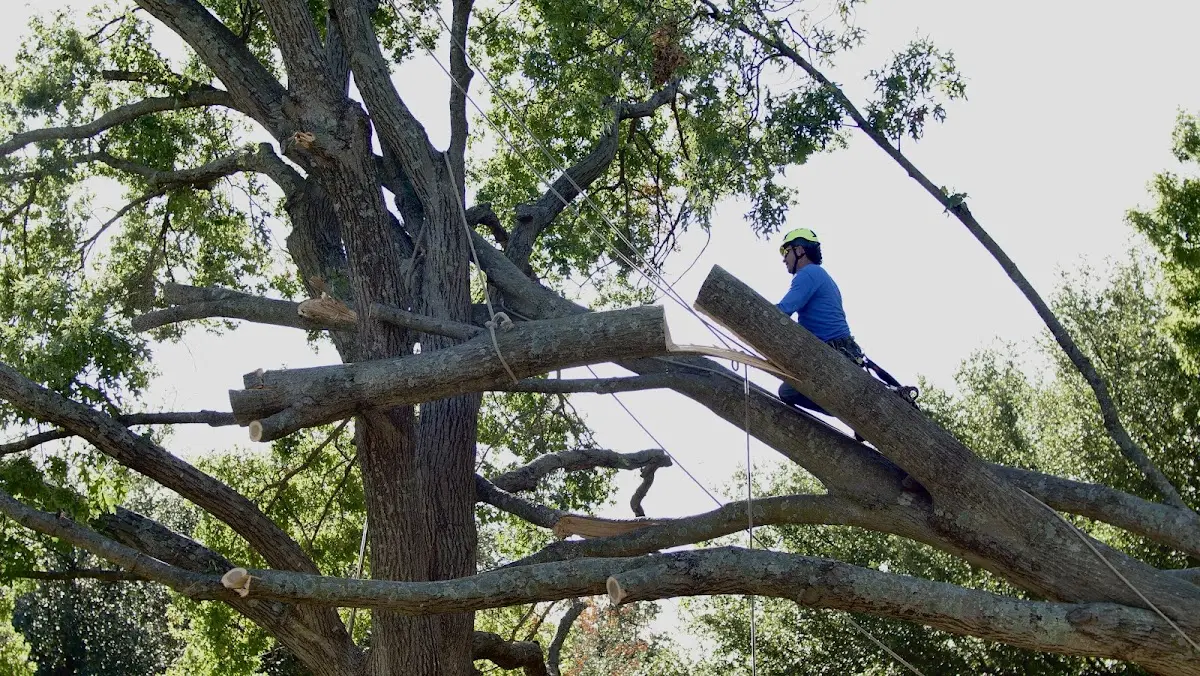 Professional Crown Thinning performed by certified arborists in Bandana